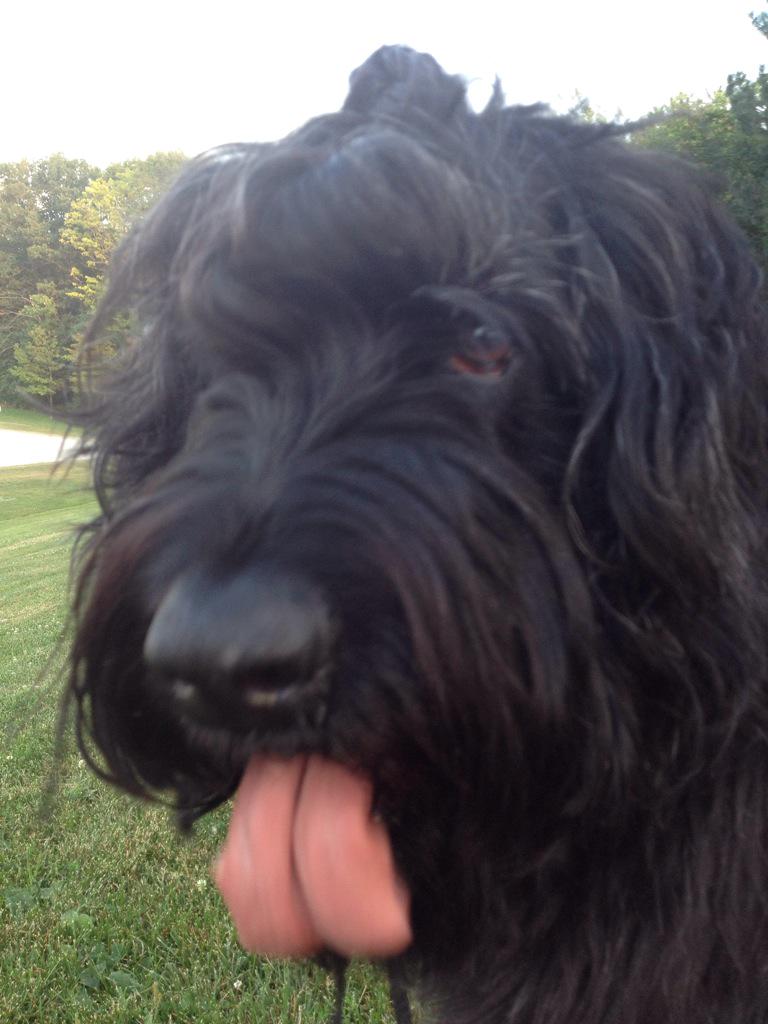 ShakuraSaida's tweet photo. #puppyandi discuss today's events and do each other's hair (she's not quite done w/mine yet!) #cornrowed #doggyplaits http://t.co/srgeSYU9Nu