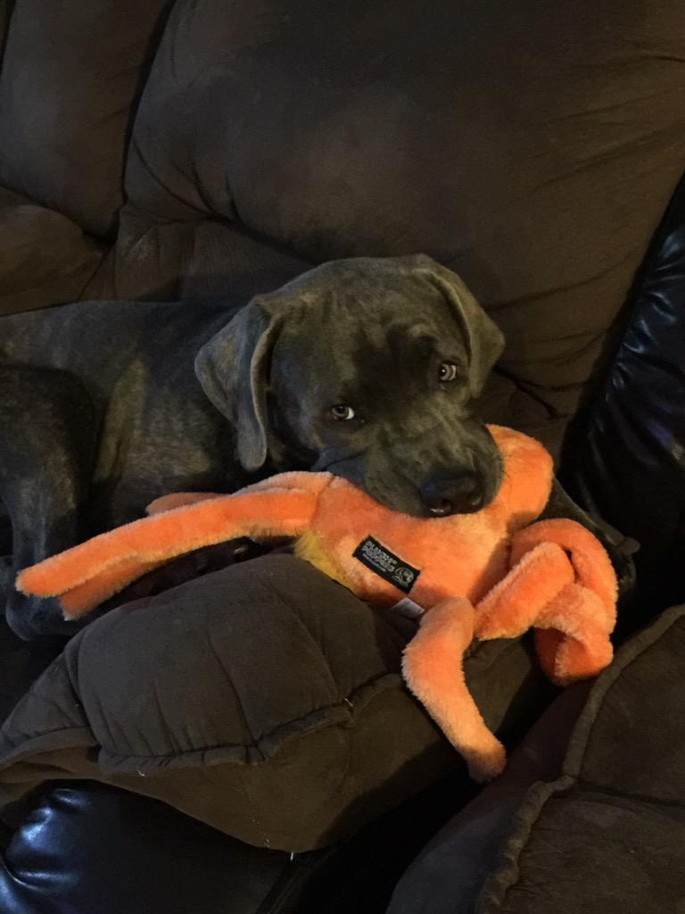 Gigi_Boxer's tweet image. This toy is going down!