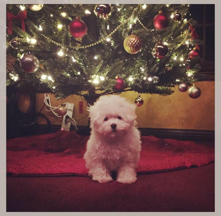 PortalDemiVEVO's tweet image. Você era tão especial para todos nós 💙💙💙😢😢Precisamos de você #RIPBuddy