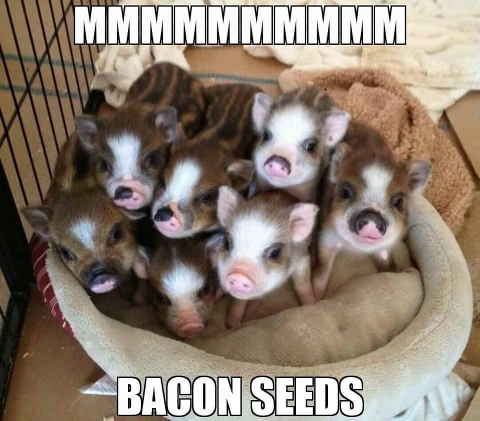HereByTheOwl's tweet photo. #BaconSeeds #DeliciouslyCute #LiterallyLOLed http://t.co/SLzfv1MT5Z