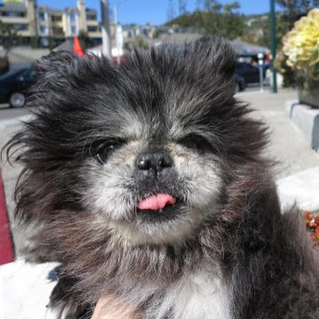 Derek_the_dog's tweet photo. It's very bright out. #SunglassesPlease #dogs #Derek #tot #cute #sunny #DerekTheDog #sunshine #TongueOutTuesday http://t.co/fgmXGaOsX8