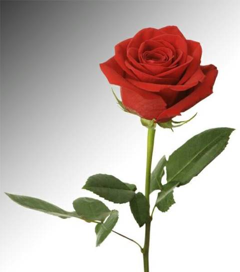 Mega Biru Pa Twitter Tuk Cinta Nih Bunga Mawar Merah Yg