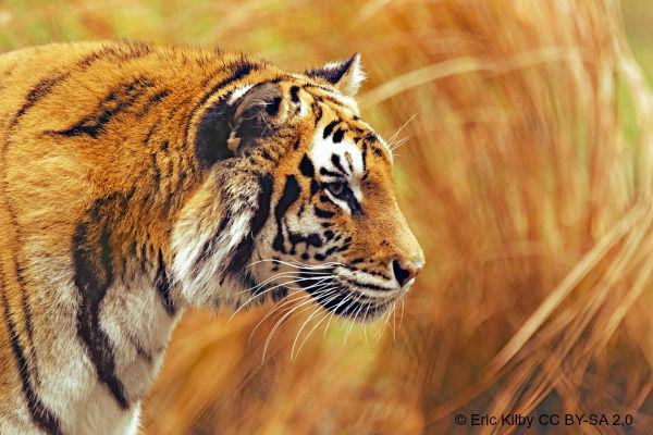 IUCN's tweet photo. It's International Tiger Day! Read about IUCN's dedicated #tiger #conservation work: http://t.co/OzKumNRLkf http://t.co/Zo8UR968dO