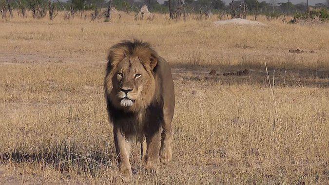 THR's tweet photo. Jimmy Kimmel Chokes Up on Air Over #CecilTheLion, Likens Hunter to Bill Cosby http://t.co/nNWAeq610Y http://t.co/YvUlBuwWZ9