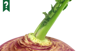 Can you guess what vegetable this is? #guessing #game