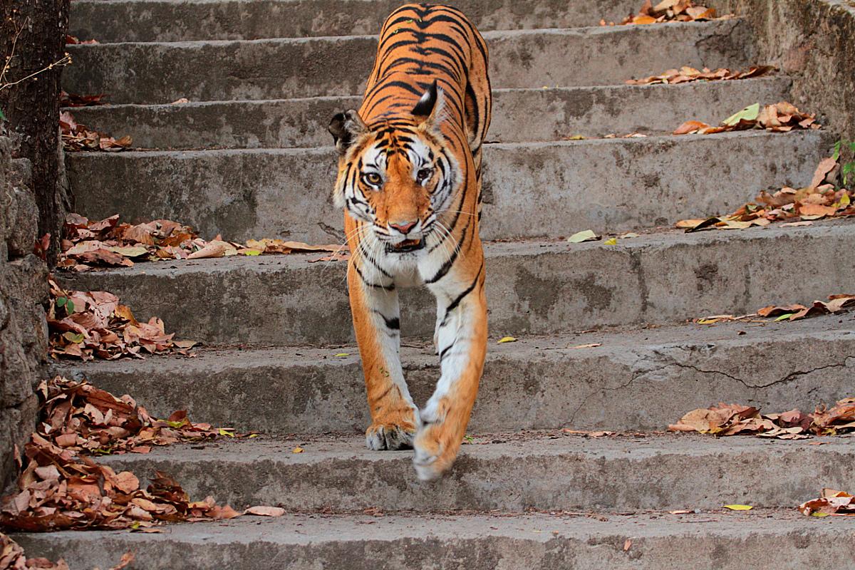 kousik's tweet photo. The first tiger sighting, and how! Kankatti at 20 feet. Heart skipped uncountable beats. #FirstTiger #GlobalTigerDay http://t.co/RuDrYhZqfd