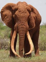 #CecilTheLion #Cecil reminds of Kenya's iconic elephant #Satao (world's largest elephant that was killed by poachers)