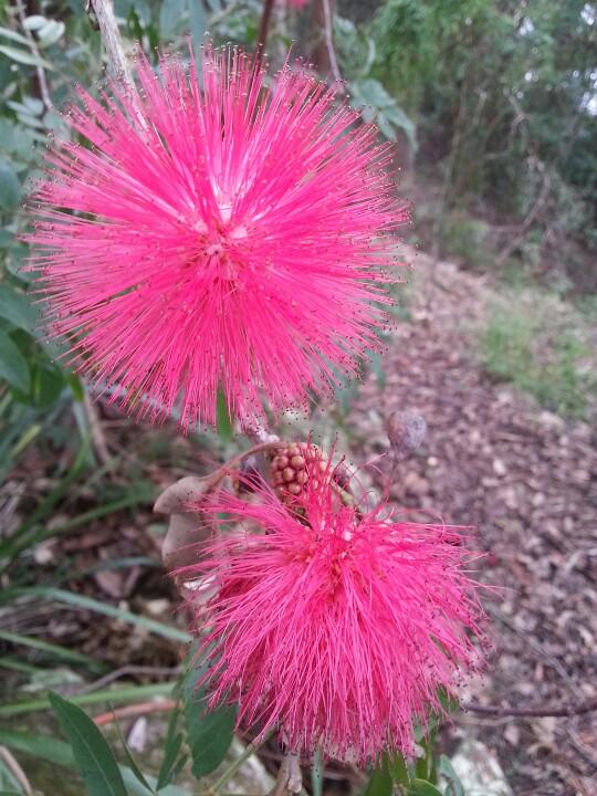BigVolcano's tweet image. A delightful surprise at Lion's Lookout Murwillumbah. #nativebloom