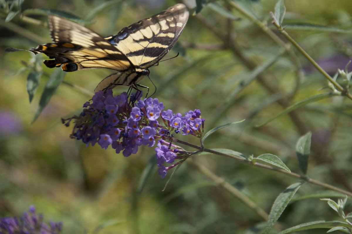 TSU Extension Guy tweet media