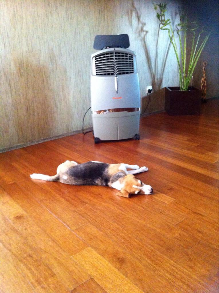 It's really hot these days in Singapore. Ume says stay cool #umechan