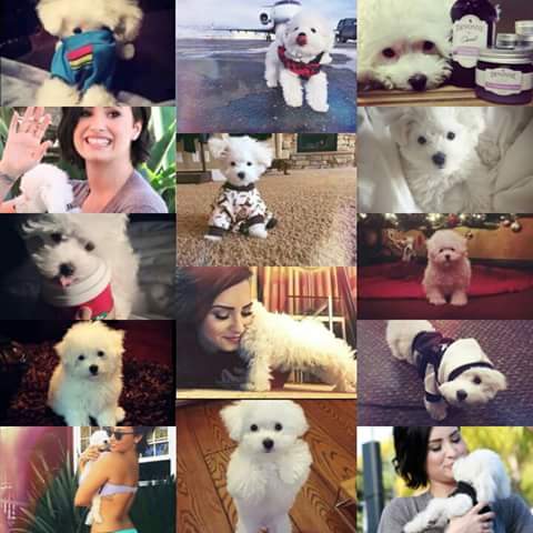 demiiih23's tweet photo. Buddy oq posso dizer, vc qe fez a demi tao feliz, poucas pessoas vao entender oq a Demi ta passando😭😭😰😥💔💔  #RIPBuddy http://t.co/ZTsxjPb5vO