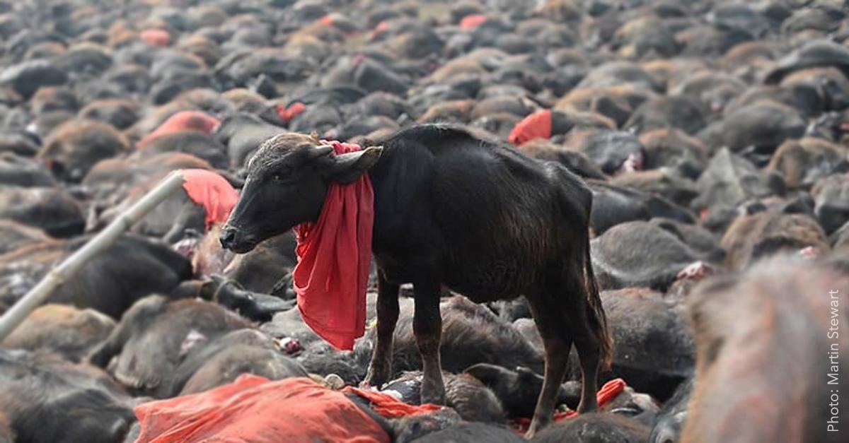 AnimalsAus's tweet image. KINDNESS WINS: Nepal has ENDED the world's largest animal sacrifice event: animalsaustralia.org/features/nepal… #KindnessWins