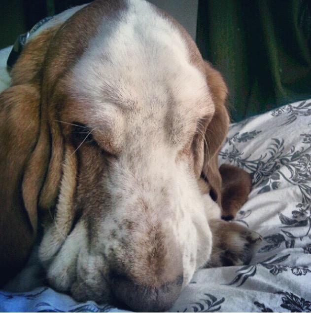 LaurieLFacey's tweet photo. Bedtime. http://t.co/eOvaBNSllB