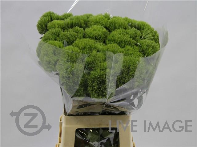 Today in the OZ Export webshop Specials: Dianthus br. Green Wicky, 65 cm, AA quality, x 25 st by Franico.