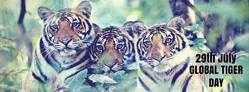 SaevusWildlife's tweet photo. Your tiger photos can be our #SocialMedia Cover Photo!
Details @ http://t.co/zvf7airiKh

#FirstTiger #GlobalTigerDay http://t.co/744BBDAjWv