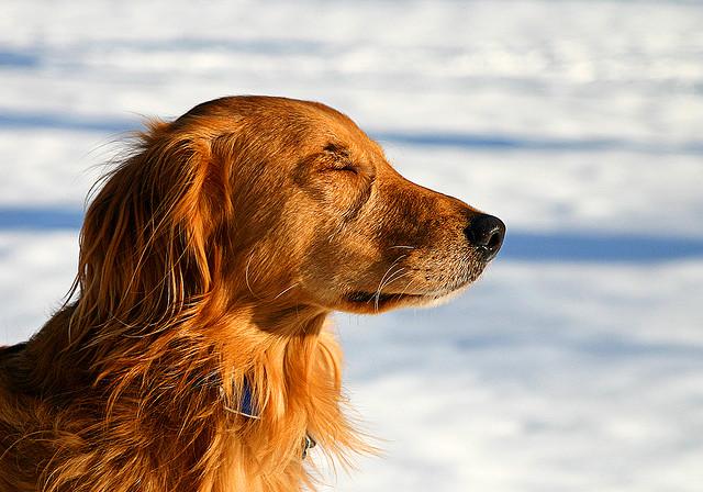 PawsForZen tweet picture