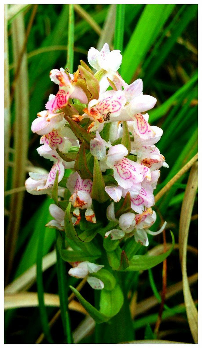 davidearlgray's tweet image. Early Marsh Orchid, Rutland #orchids #Vc55 #Leicestershire