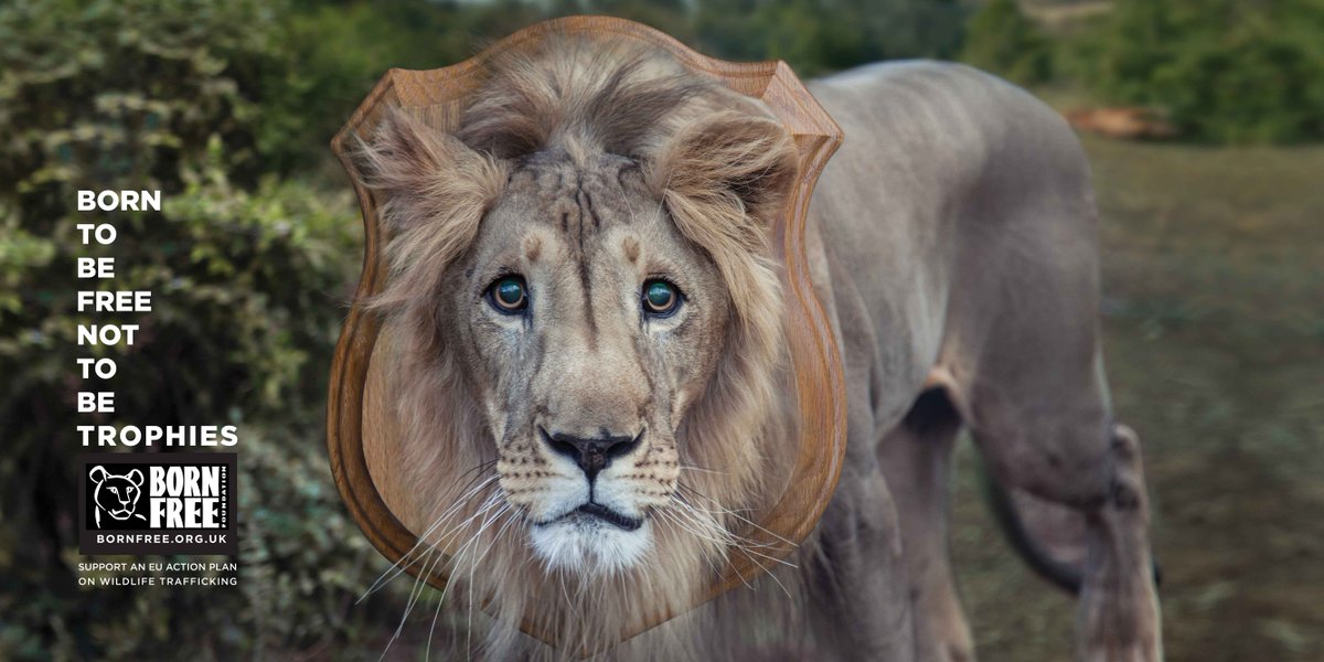 willtravers's tweet image. “EVERYONE. please RT!
Born To Be Free, Not To Be Trophies

#CecilTheLion #Hunting 

bit.ly/cecilthelionup… http://t.co/MghnHRjS12”