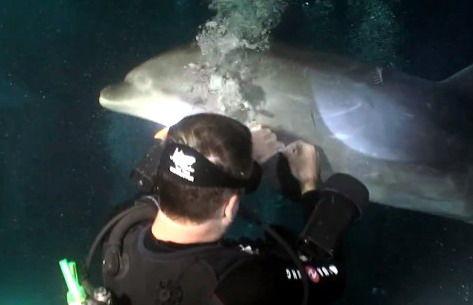 A beautiful video of a dolphin asking divers to help him out  ow.ly/QdNeY #sustainablecoast #dolphins