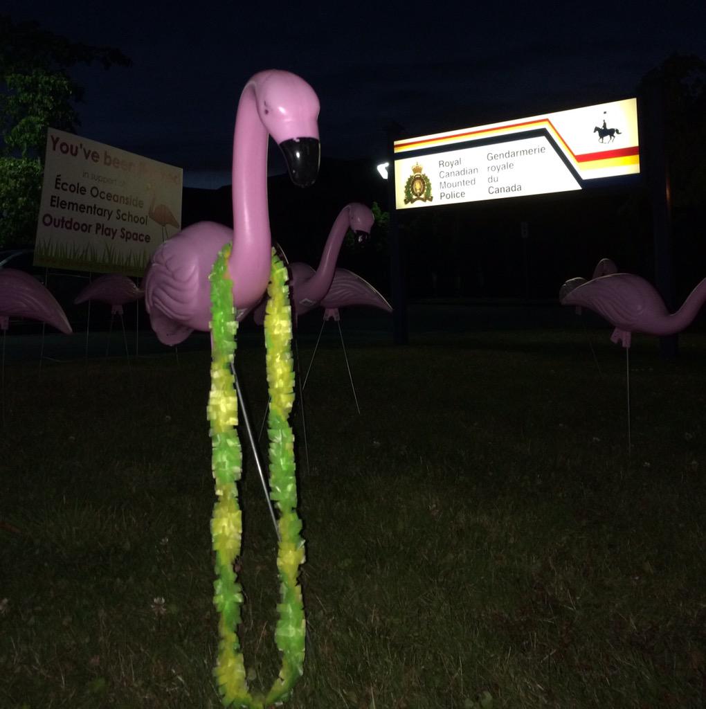 TanyaTurner's tweet photo. That little bird was right, @Cmomof2! There was a flocking this evening in Oceanside. #myPQB #eoesflockingfun http://t.co/HMa3Z8K31Y