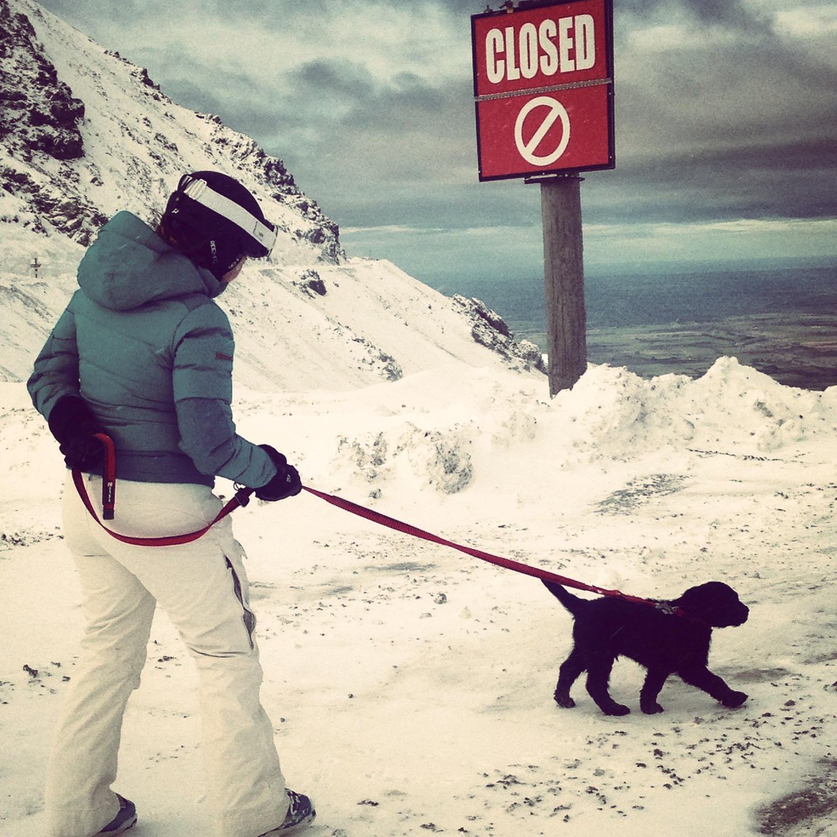 FurtherFasterNZ's tweet photo. Badgers 1st day on the job seeing snow for the 1st time up at  @MtHutt 
@ruffwear #powderhounds #furtherfasternz http://t.co/7EZVOMBbYS