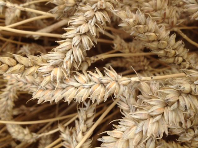 Loszittende korrels in tarwe waargenomen: check uw percelen en bepaal welke eerst geoogst moeten worden! #oogst2015