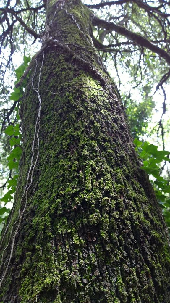SelvansONG's tweet photo. 🌳 Treballant en la custòdia #Selvans d'un alzinar vell a #Osona , en un entorn d'igual bellesa. http://t.co/91mbERK28z