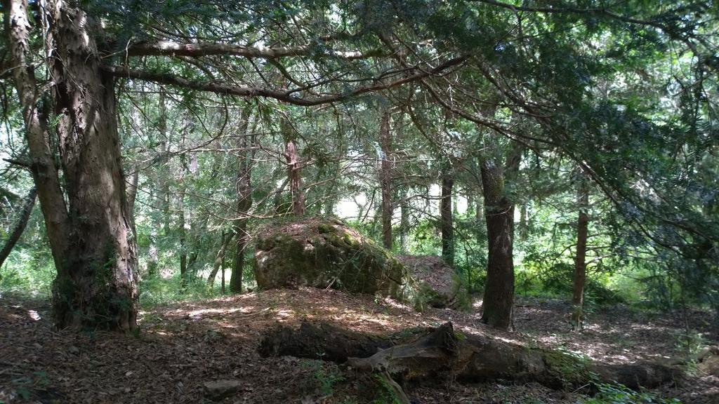 SelvansONG's tweet photo. 🌳 Treballant en la custòdia #Selvans d'un alzinar vell a #Osona , en un entorn d'igual bellesa. http://t.co/91mbERK28z