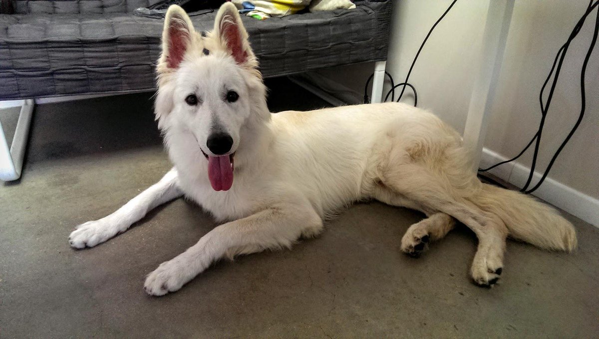 Opherv's tweet photo. Meet Blizzard the Dog, our 1yold White Shepherd. He's cute, cuddly and his APM is insane! #BLIZZARDIRL #BlizzGC2015 http://t.co/kbPhuNg02W