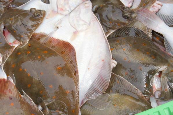 visitlemvig's tweet photo. Husk fiskeauktion i dag kl. 11 i Thyborøn Fiskeauktionscenter port 7 #visitthyboroen #enjoylimfjorden #fiskeauktion http://t.co/jHqDnYdmWM