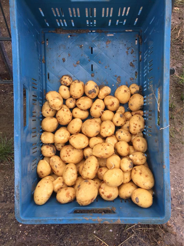 HeerlijkheidvW's tweet photo. Hier net ook een proefrooiing gedaan, 32 ton/ha, doorwas minimaal, loof nog groen...zal mij benieuwen #akker #folva http://t.co/4G3wH6q1HP