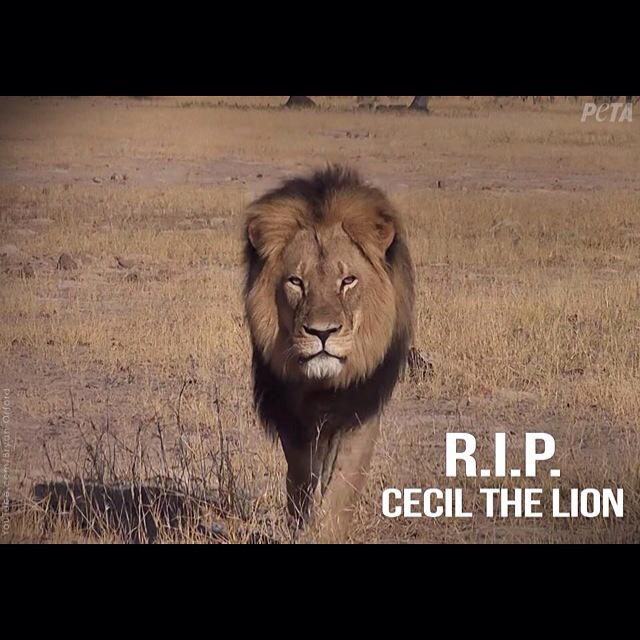 Cecil had the right to live .. Born to be free , not to be a trophy #CecilTheLion
