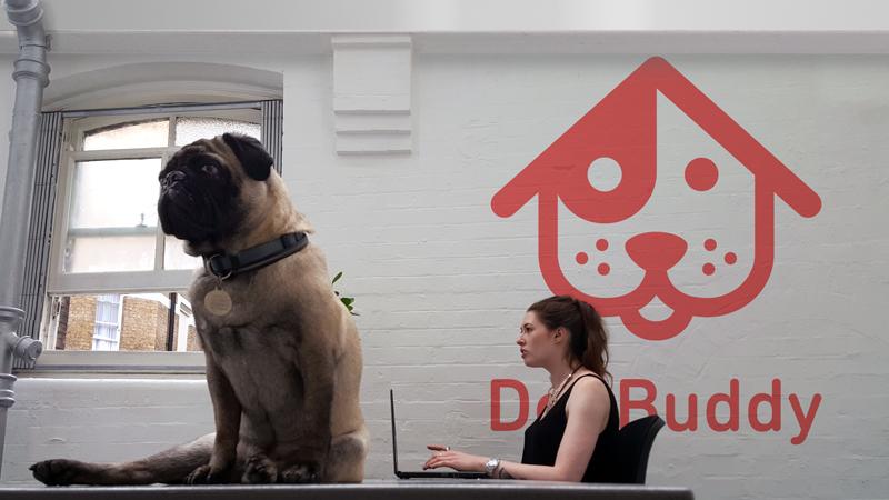 roverdotcom_uk's tweet image. @GlosEcho Let us introduce you to Ramon Zepug! #GiantPug