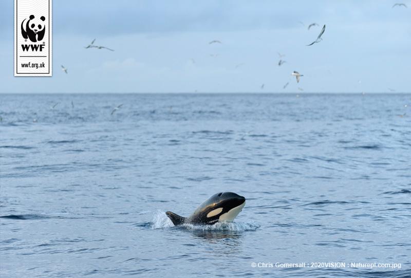 wwf_uk's tweet photo. #DYK Orcas - or ‘killer whales' - are the largest members of the dolphin family?  #CelticSeas http://t.co/9qLNcrfOtk http://t.co/NVwKhBJAYr