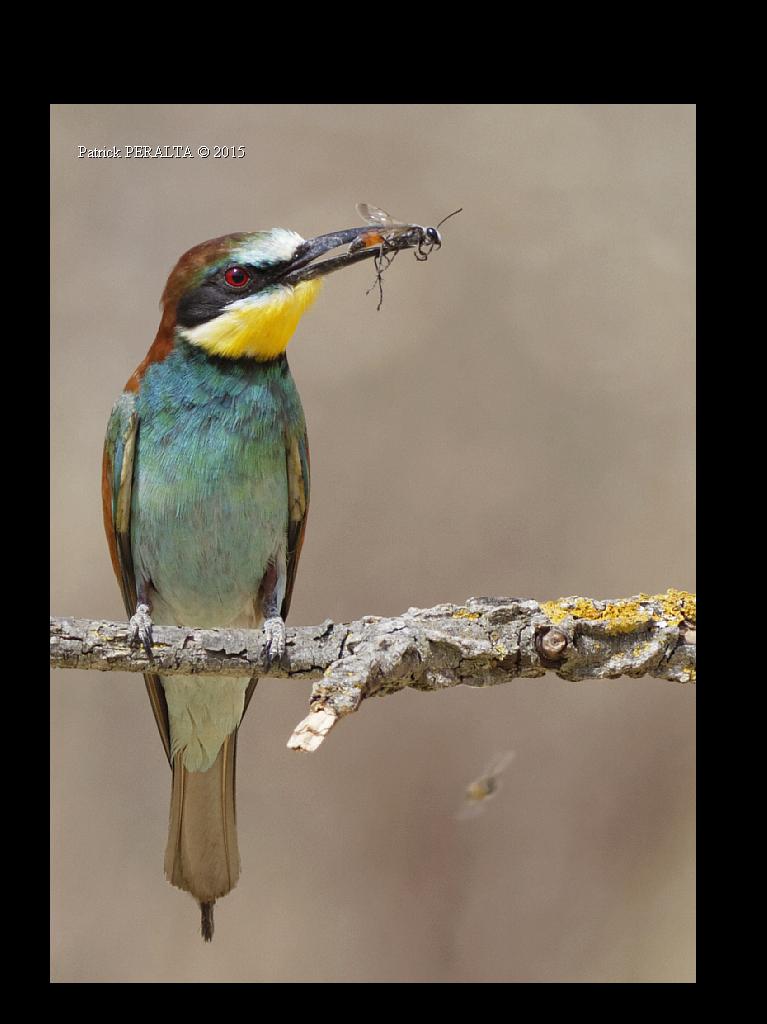 58_patrick's tweet photo. #photography #guepier #beaeater #LPO #bird
pic of the day http://t.co/rzdJsFkset
