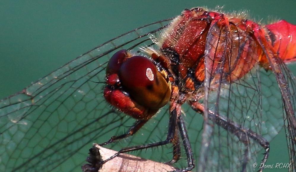 Domi_RCHX's tweet photo. #dragonfly #mougins #etang #insect by @Domi_RCHX #paca #fontmerle #provence #frenchriviera #macro #photo #photography http://t.co/4Sw8JNuhSu