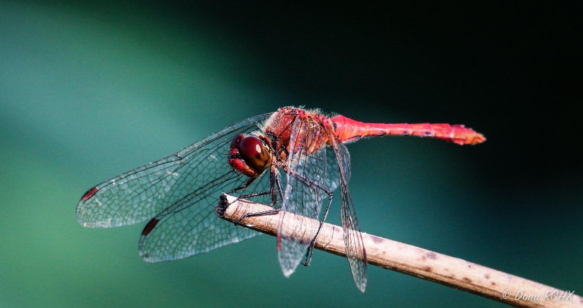 Domi_RCHX's tweet photo. #dragonfly #mougins #etang #insect by @Domi_RCHX #paca #fontmerle #provence #frenchriviera #macro #photo #photography http://t.co/4Sw8JNuhSu