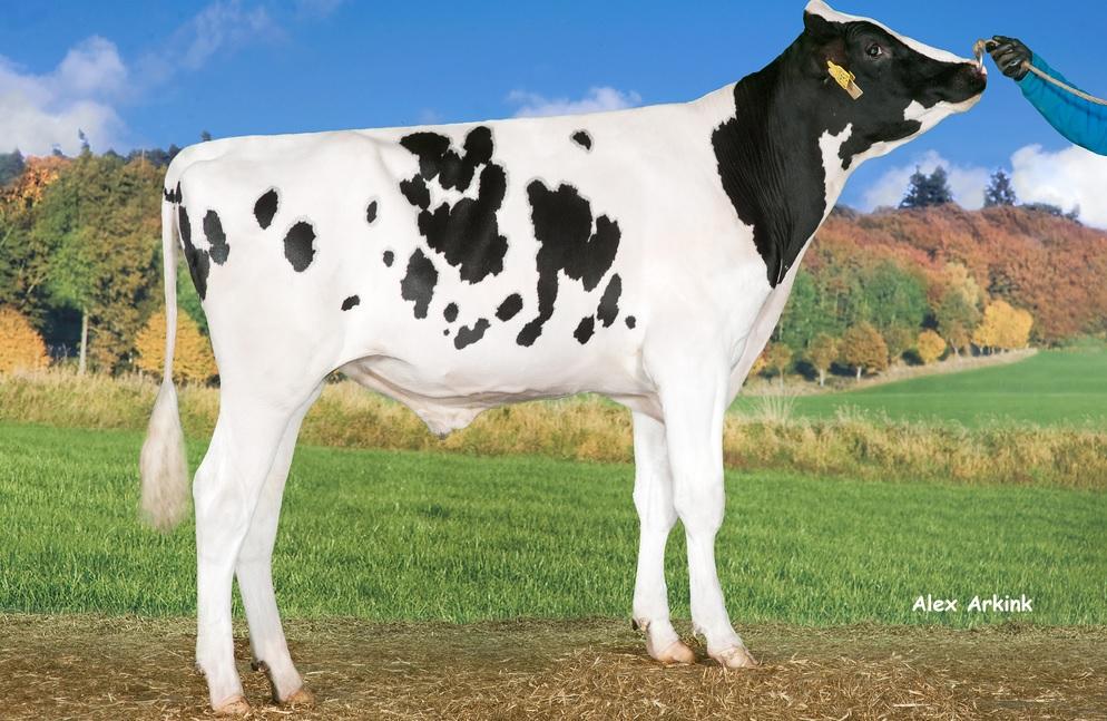 RvanderSteege's tweet image. Hoornloze Colt 45 P stier uit de Daydreams in Duitsland!