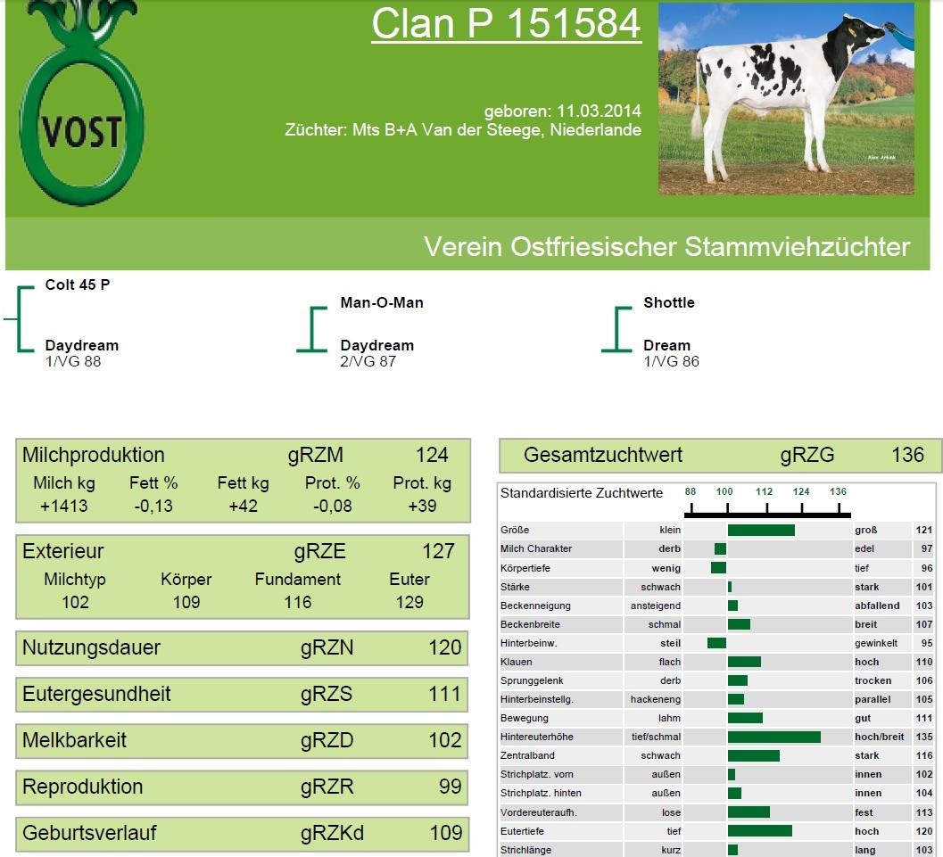 RvanderSteege's tweet image. Hoornloze Colt 45 P stier uit de Daydreams in Duitsland!