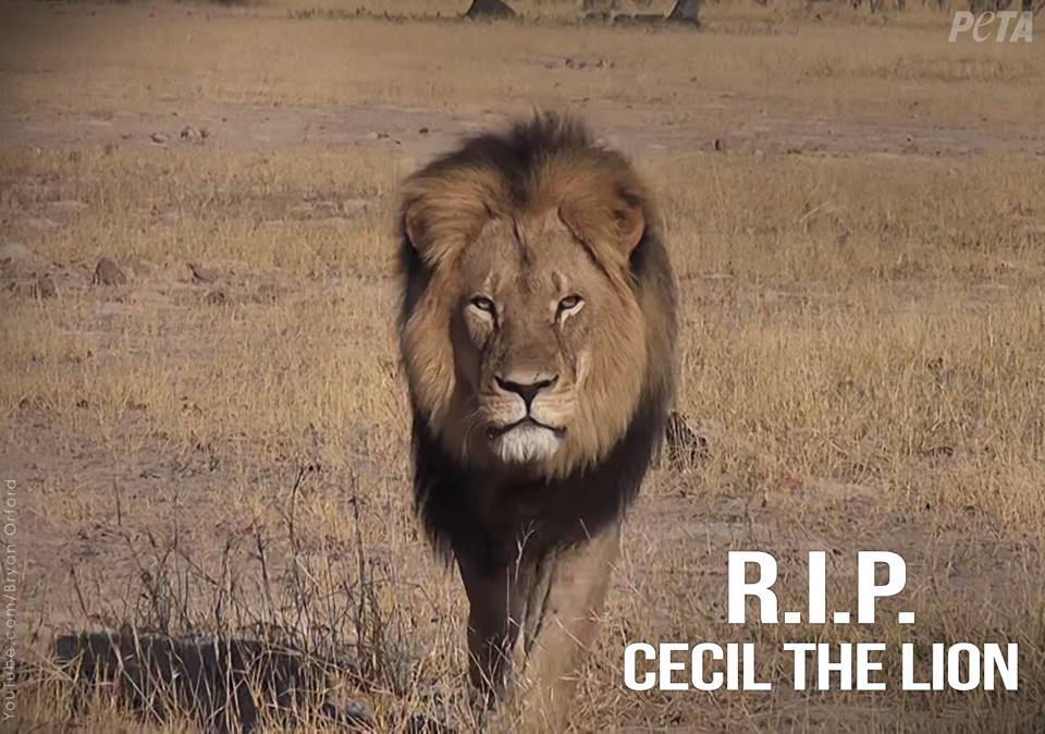 RT <a href="/PETAUK/">PETA UK</a>: American dentist who killed #Cecil to be charged with poaching in Zimbabwe. bit.ly/1h49xmE