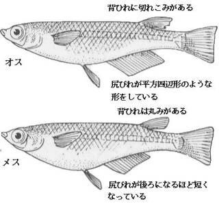 Uzivatel ひもふ Na Twitteru メダカのオス メスの見分け方 水槽で横から見れるならなんとか判別つきそうだけど 鉢でかってると判別けっこう難しくないですか Http T Co Fsymjetnyw Twitter