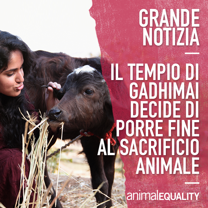 julylovescat's tweet photo. Vittoria!!!!!
MAI PIÙ SACRIFICI DI MIGLIAIA DI ANIMALI AL FESTIVAL DI GADHIMAI IN NEPAL!
http://t.co/5ZW6Yk9h9w http://t.co/kEVt3EB26W
