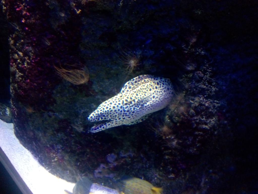 PepOnXx's tweet photo. Muy guapo el acuario de San Sebastián. La morena tropical me ha flipado. http://t.co/u36RS33N9V