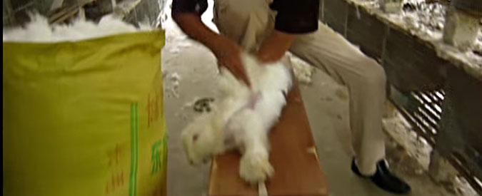julylovescat's tweet photo. Grazie alla forte campagna di PETA, la Benetton ha ceduto e ha vietato l'angora nei 6.000 negozi in tutto il mondo! http://t.co/5rAF4U7iT1