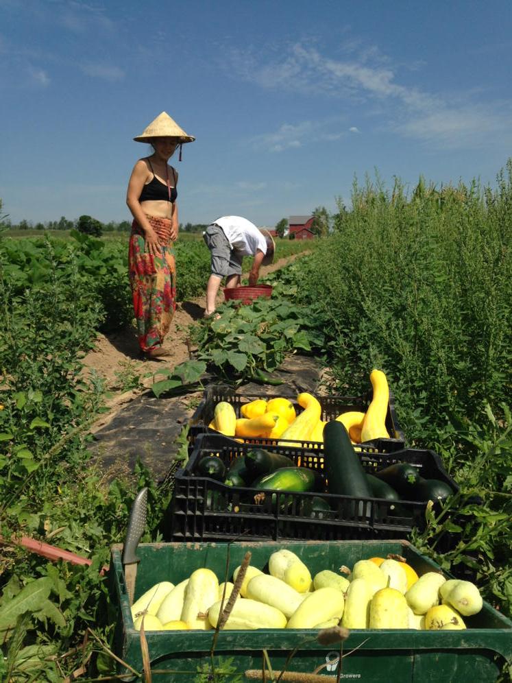 CloseToHomeFarm's tweet photo. Summer squashes and cucumbers! http://t.co/N2wmGed1wT