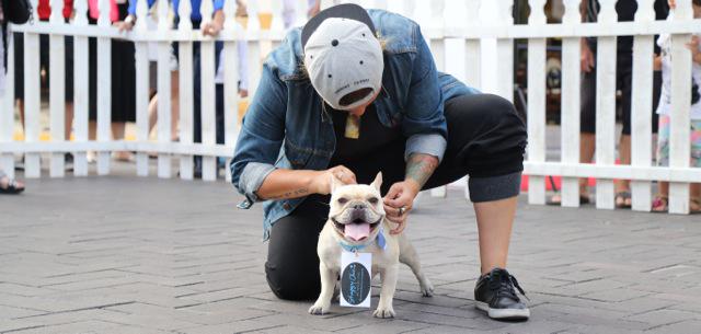 whyrelish's tweet photo. Our Project Manager has a major #WCW on her pup Kenzo. http://t.co/BCjg3eJCGU