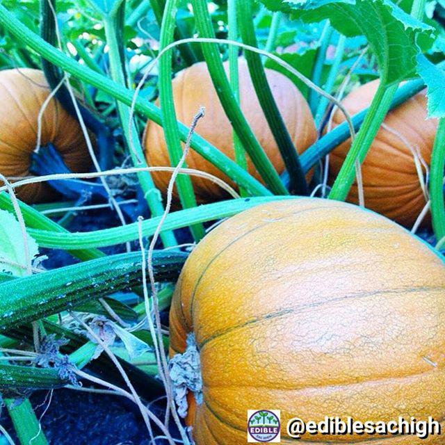SeedsNow's tweet photo. @ediblesachigh: "It's never too early for Pumpkins in a school garden! These little guys make beautiful ornaments, … http://t.co/zPD3ANC5wF