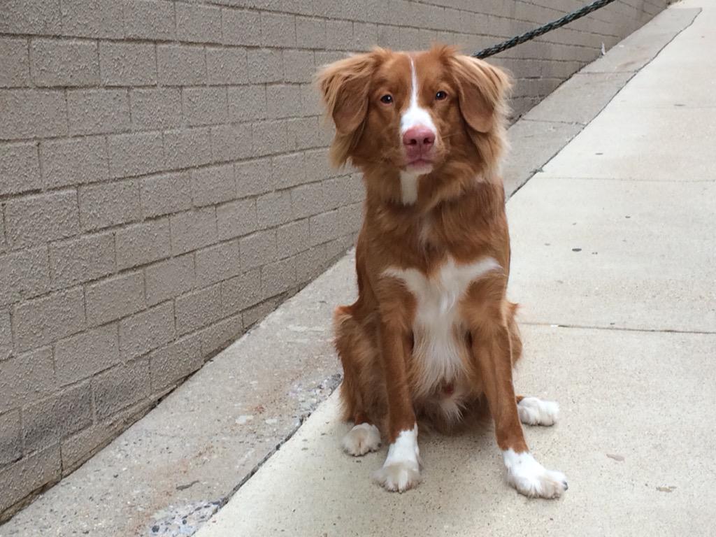 USofDogs's tweet photo. Gus-Gus, named for the ravenous mouse in #Disney's Cinderella. Friend Clare: "When he was little, he lived to eat." http://t.co/AyNUh65ujP