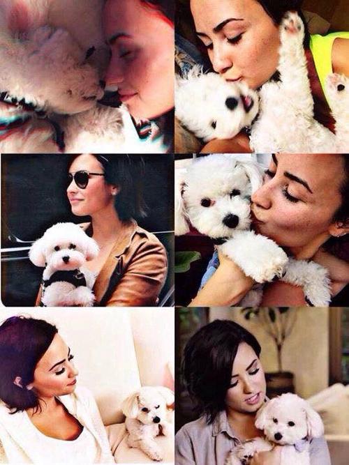 redlipsvat0's tweet photo. Agradecerte las sonrisas que le has sacado a la persona mas importante de mi vida #RIPBuddy #StayStrongDemiAndWilmer http://t.co/2jCCHk0sTf