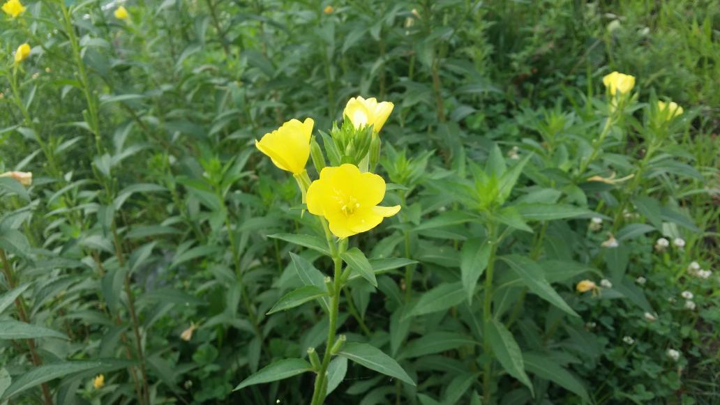 sumahob's tweet photo. 月見草 http://t.co/3HNAa0a9C2